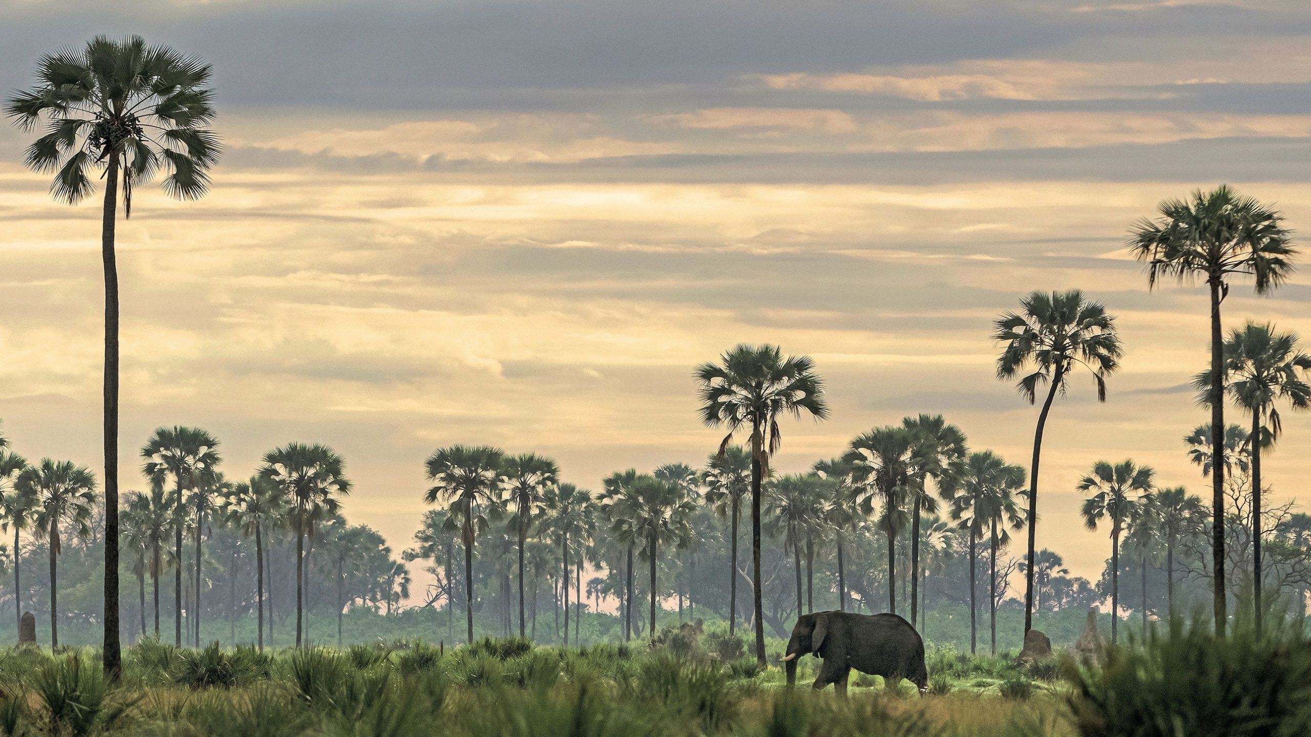 Ein Fotoführer zu den größten Wildnissen Afrikas: die größte Safari der Welt