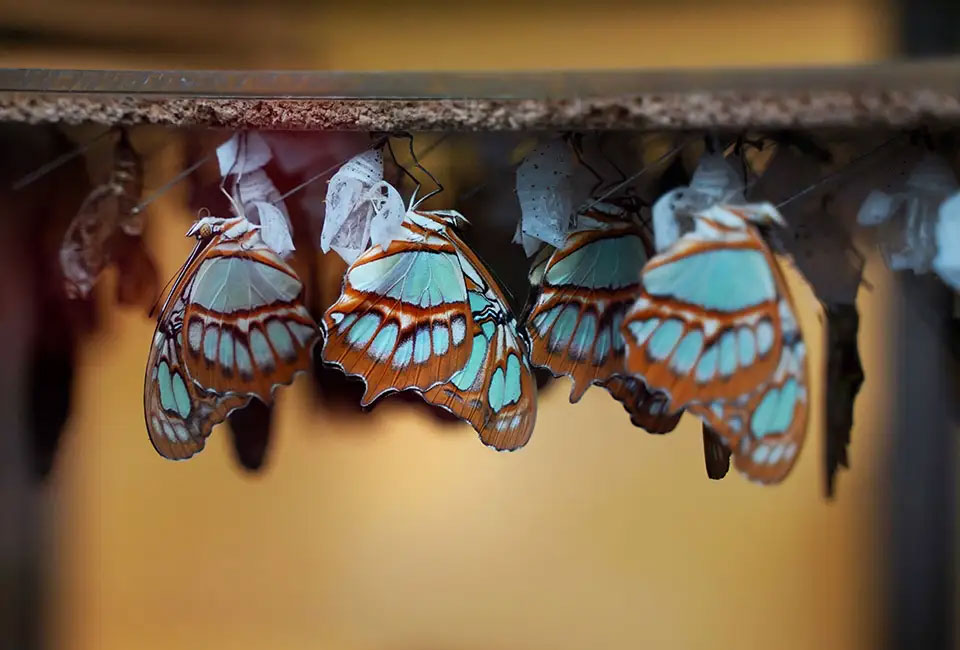 Schmetterling-Wintergarten-Niagara