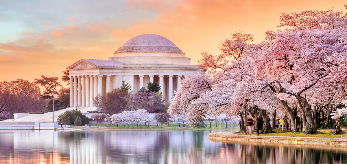 Wann ist der Höhepunkt der Blütezeit der üppigen Kirschblüten in Washington DC?