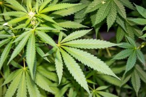 Das Justizministerium sagt, dass die Legalisierung von staatlichem Marihuana den Tourismus ankurbelt