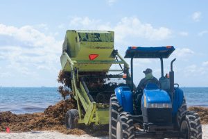 Riviera Maya beginnt Sargassum Seetangsaison -Vorbereitungen