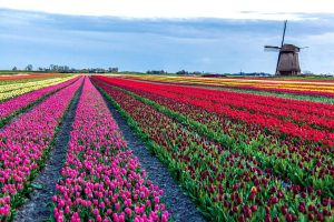 Bootradfahrten enthüllt die größte Tulpen -Saison für den Frühling 2026