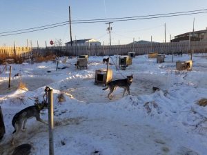 Scenic Luxury Cruises & Tours trennt sich von Programmen für Hundeschlittenfahrten und gefangene Delfine