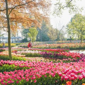 Die 10 farbenfrohsten Orte für Blumentourismus auf der Welt