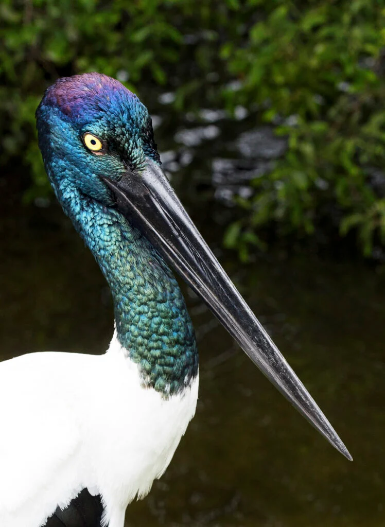 Eine Nahaufnahme eines Jabiru-Storchs mit schillernden blaugrünen Federn an Kopf und Hals, einem langen schwarzen Schnabel und einem verschwommenen natürlichen Hintergrund.