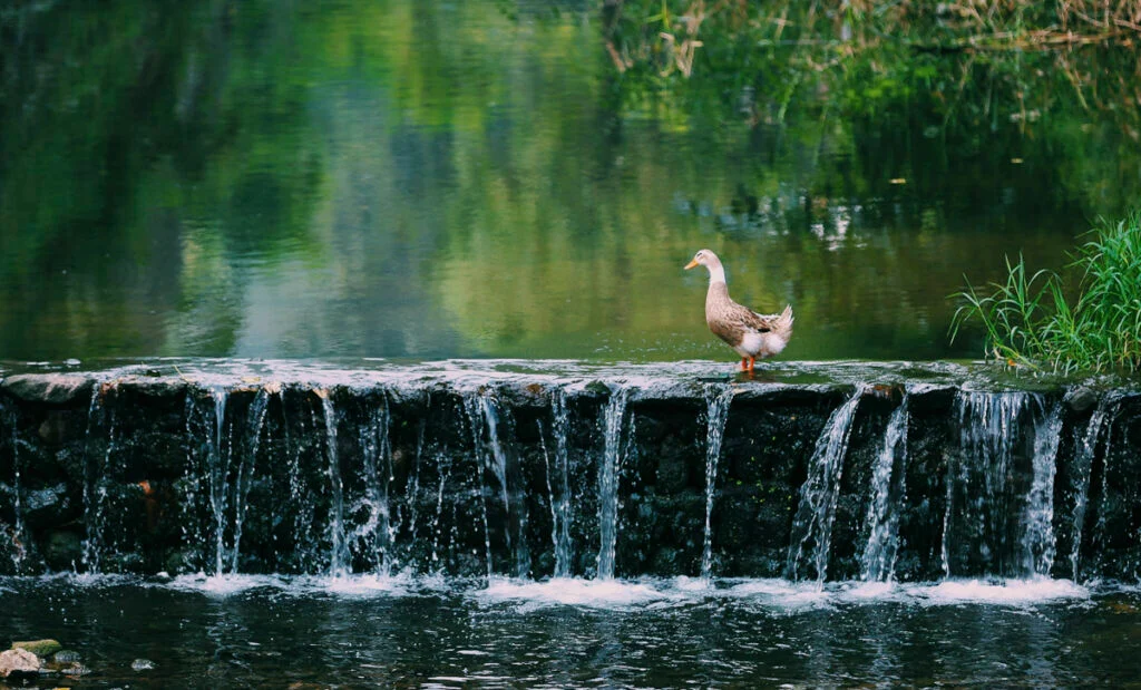 Eine Ente steht auf einem niedrigen Steinwasserfall, über dessen Rand Wasser fließt, umgeben von grüner Vegetation und Spiegelungen im Wasser.
