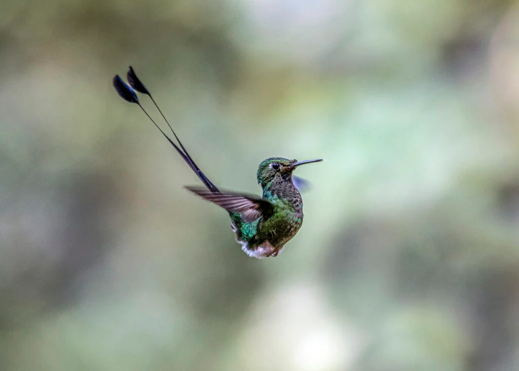 Ein grüner Kolibri mit langen Schwanzfedern schwebt in der Luft vor einem verschwommenen Hintergrund.