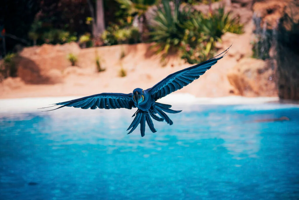 Ein blauer Papagei fliegt mit weit ausgebreiteten Flügeln tief über einem Teich aus strahlend blauem Wasser.