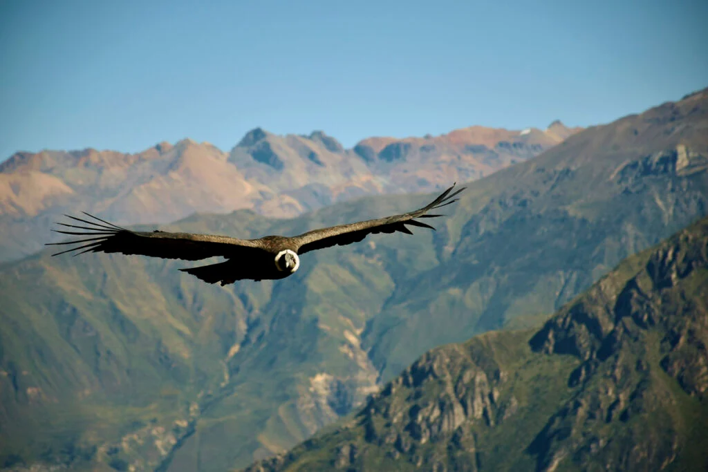 Ein großer Vogel mit ausgebreiteten Flügeln schwebt vor einer Bergkette unter einem klaren blauen Himmel.