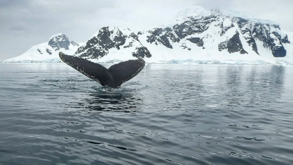 Die Schwanzflosse eines Wals taucht unter bewölktem Himmel in der Nähe einer schneebedeckten Bergküste aus dem Wasser auf.