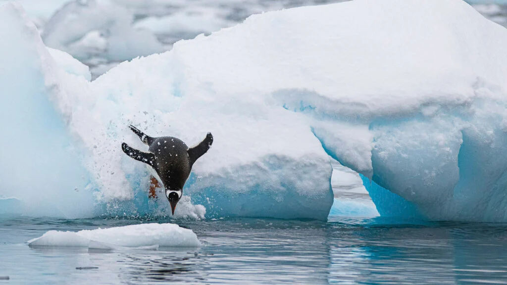 Ein Pinguin taucht kopfüber von einem eisigen Felsvorsprung ins kalte Wasser, umgeben von Schnee und blauen Eisformationen.