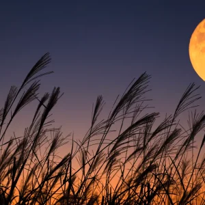 Erntemond 2026: Willkommen, Herbst