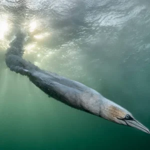 Das beste Vogelfoto des Jahres zeigt einen Basstölpel