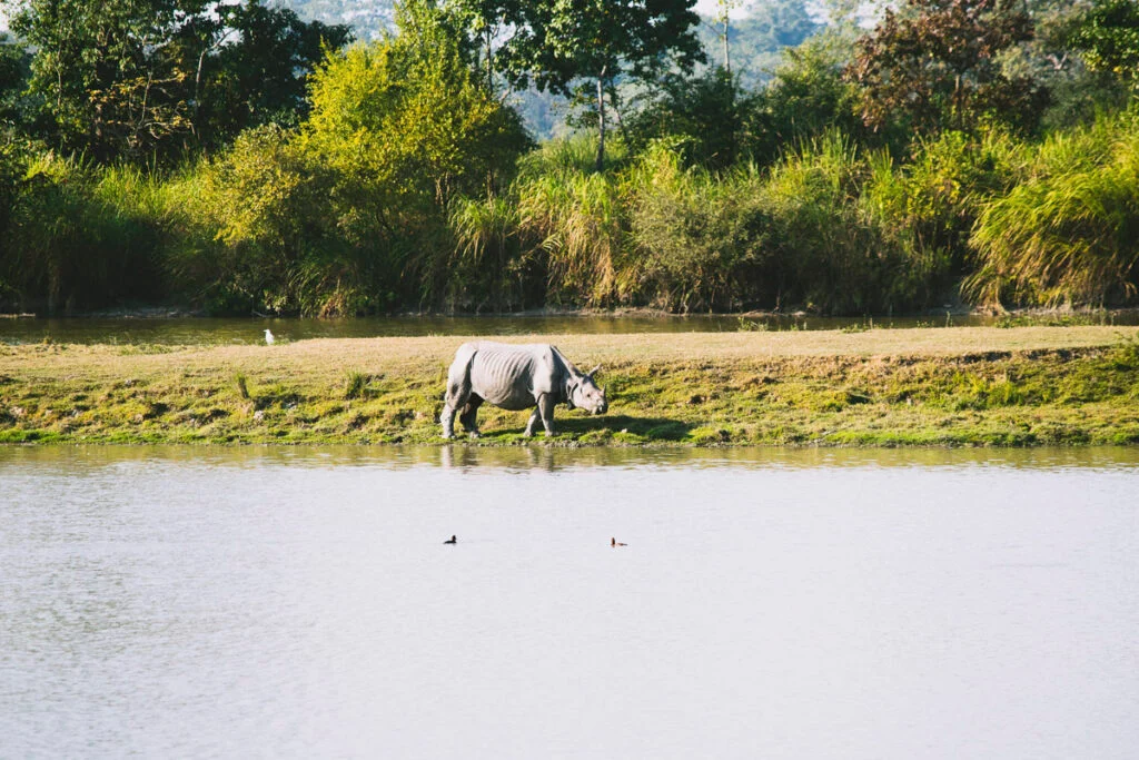 Ein Nashorn läuft am grasbewachsenen Flussufer entlang, umgeben von dichtem Grün und Bäumen im Hintergrund.