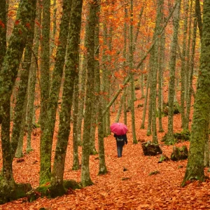 Große Kastaniengebiete Spaniens: eine Reise zwischen Wäldern, Städten und Herbsttraditionen