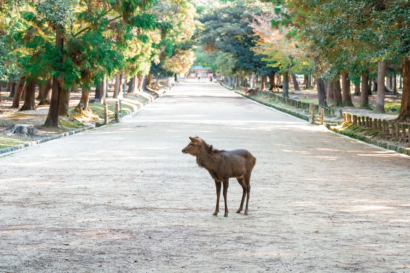 petit faon dans le parc de la ville lors de ma visite de Nara à la journée