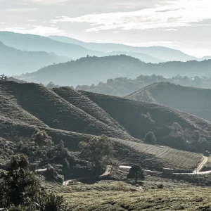 Was kann man in den Cameron Highlands unternehmen: Wie kommt man dorthin, was sollte man besichtigen?