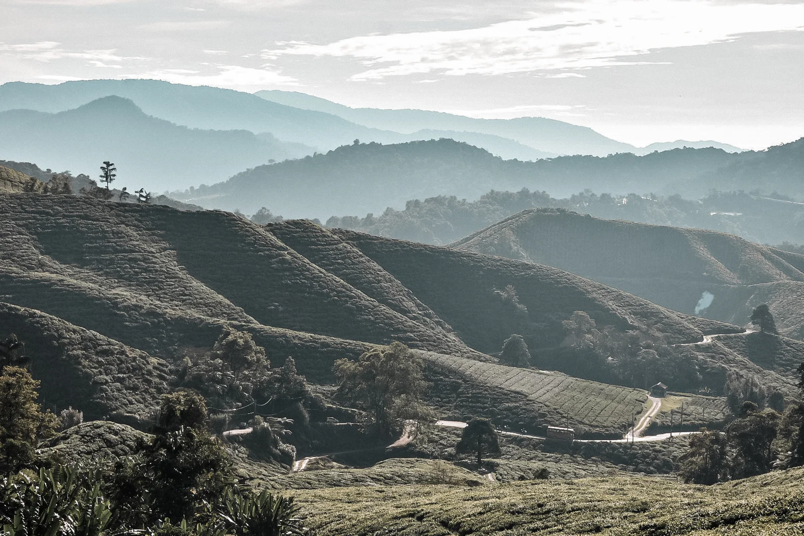que faire à Cameron Highlands : faire la randonnée avec vue sur ces plantations de thé