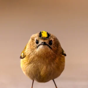 Nikon Comedy Wildlife Awards 2026: die lustigsten Tierfotos des Jahres