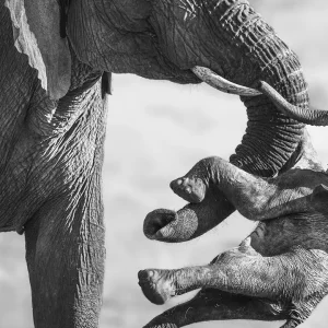 Ein Elefant trägt ein totes Kalb: das herzzerreißende Siegerbild des Wildlife Photographer of the Year 2026